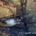 lion_sea_galapagos_cou_h_0112_ecu1203.jpg